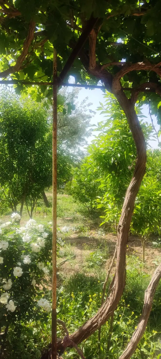 سوله ۴۰۰متری همراه باغچه