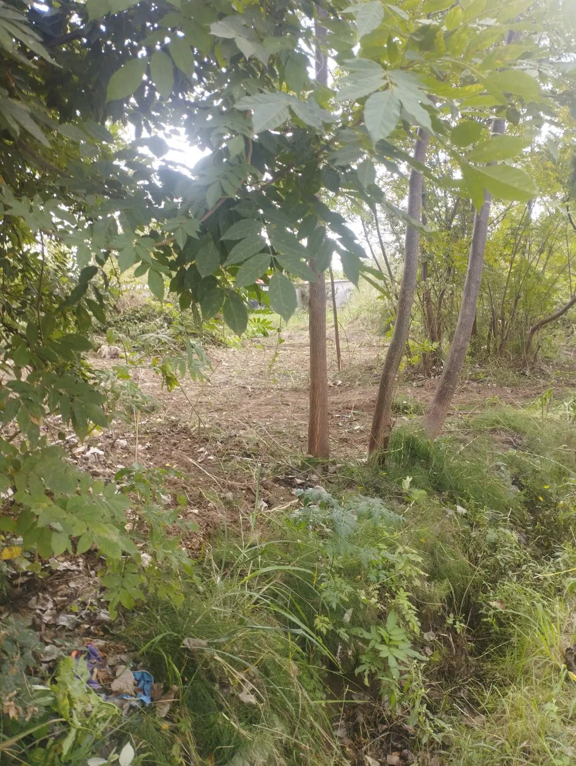 زمین مسکونی داخل رشت