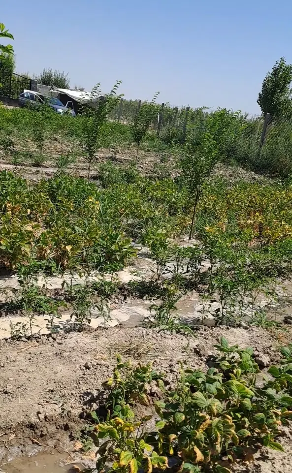 باغچه یاغمورعلی