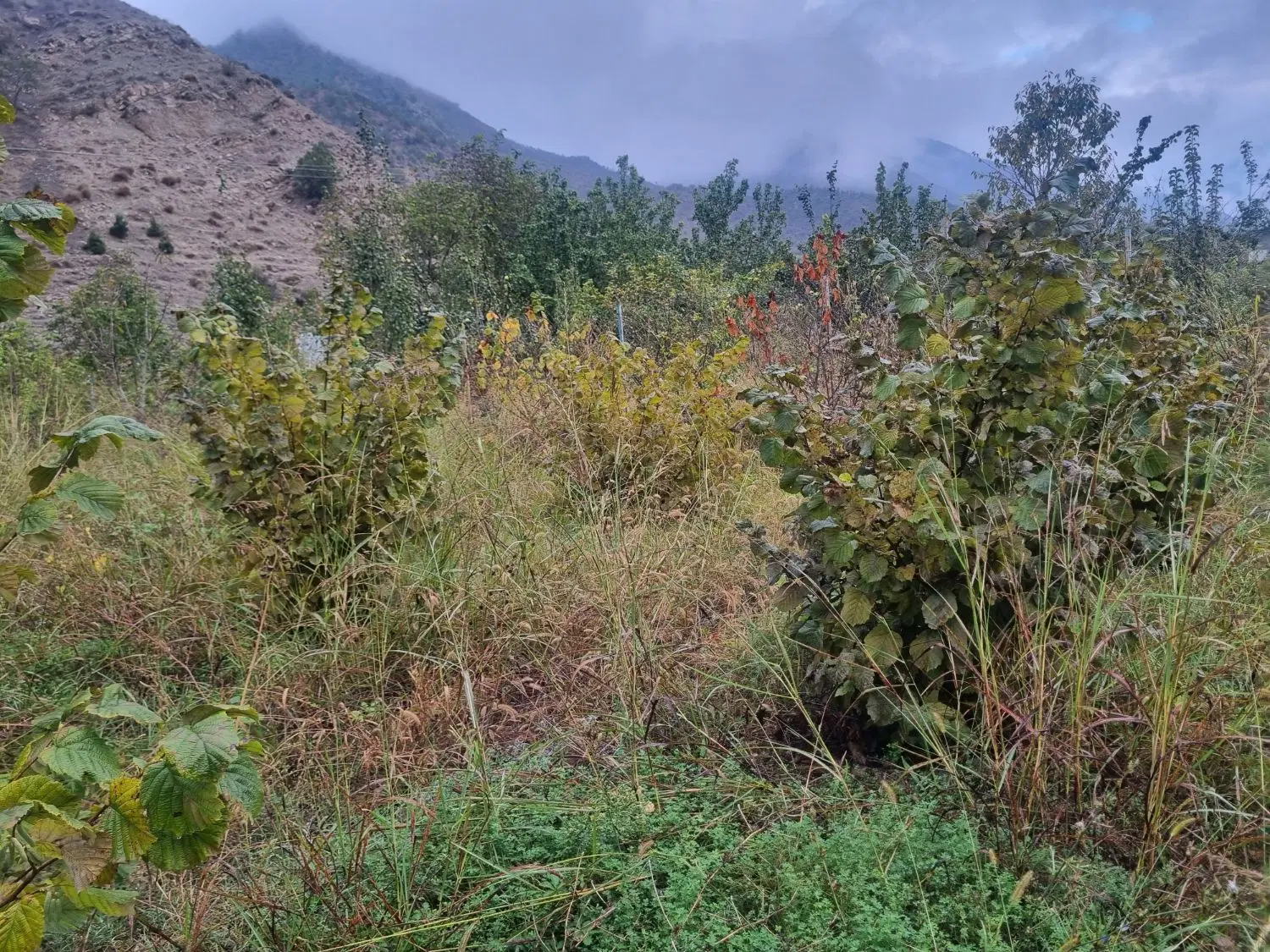 فروش باغ دهنه محمد آباد روستای الستان