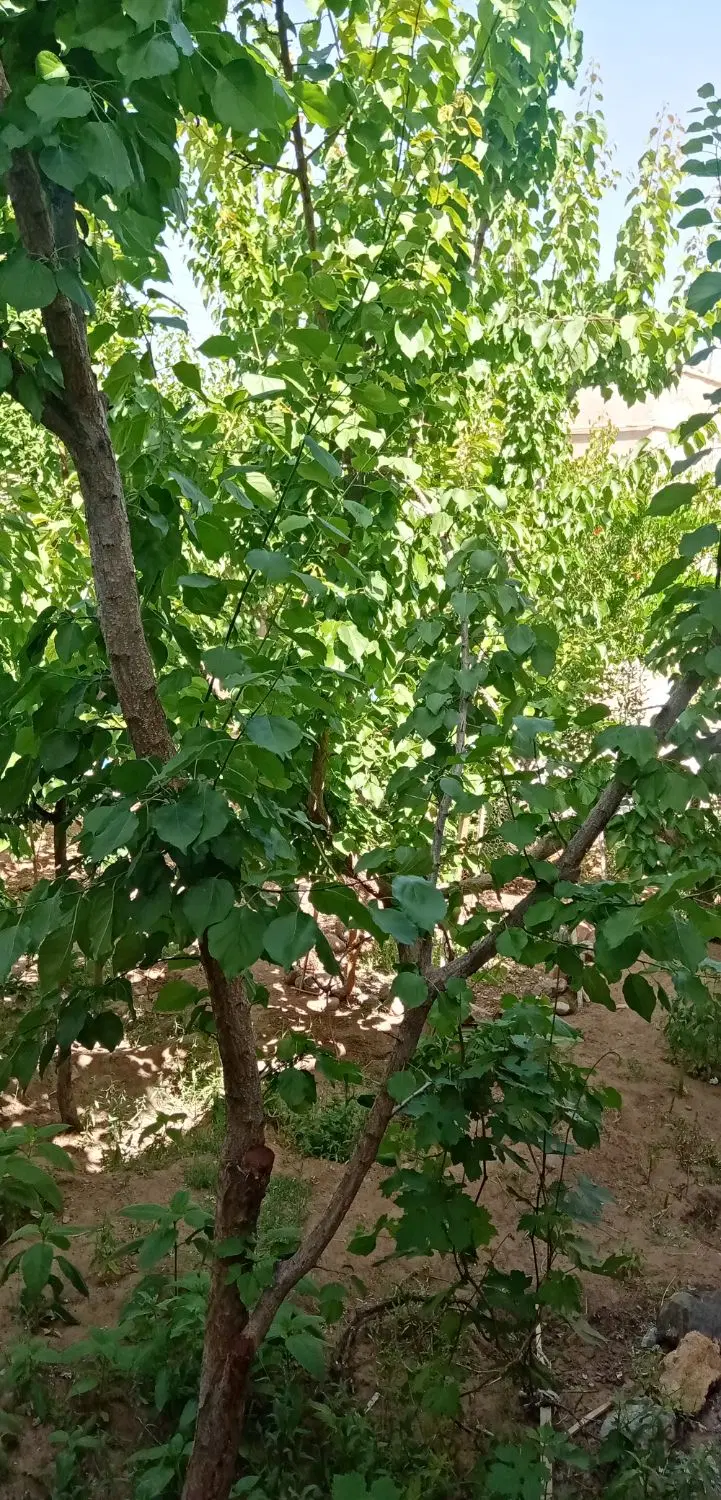 خانه باغ (معاوضه با ماشین)