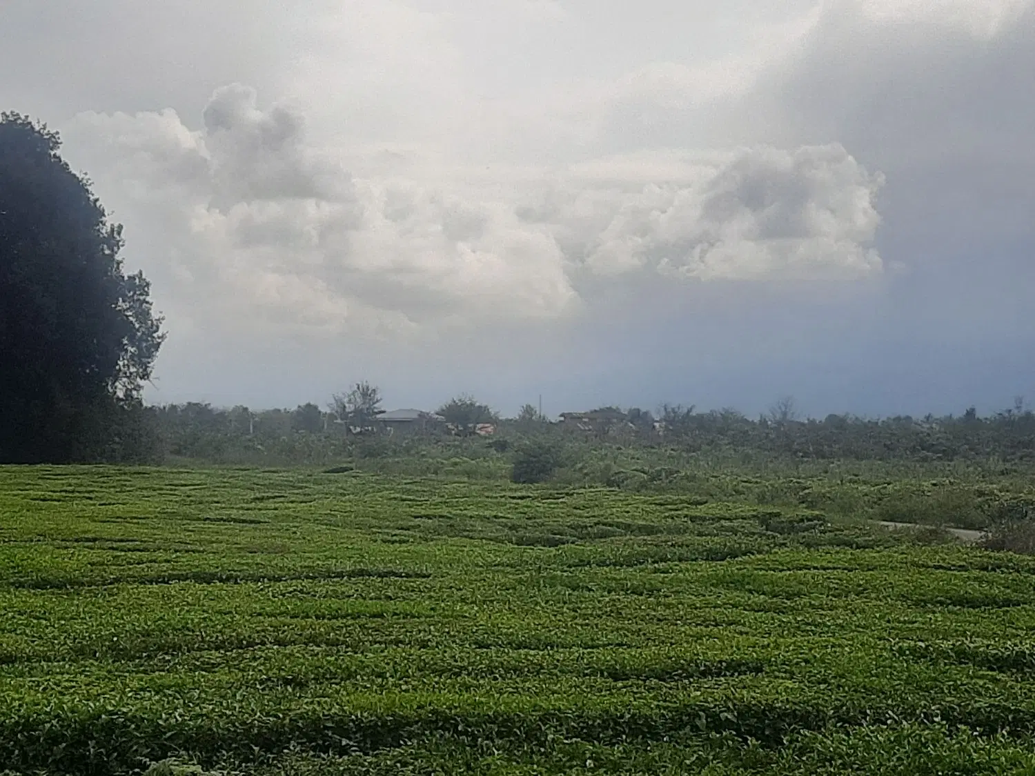 زمین باغی