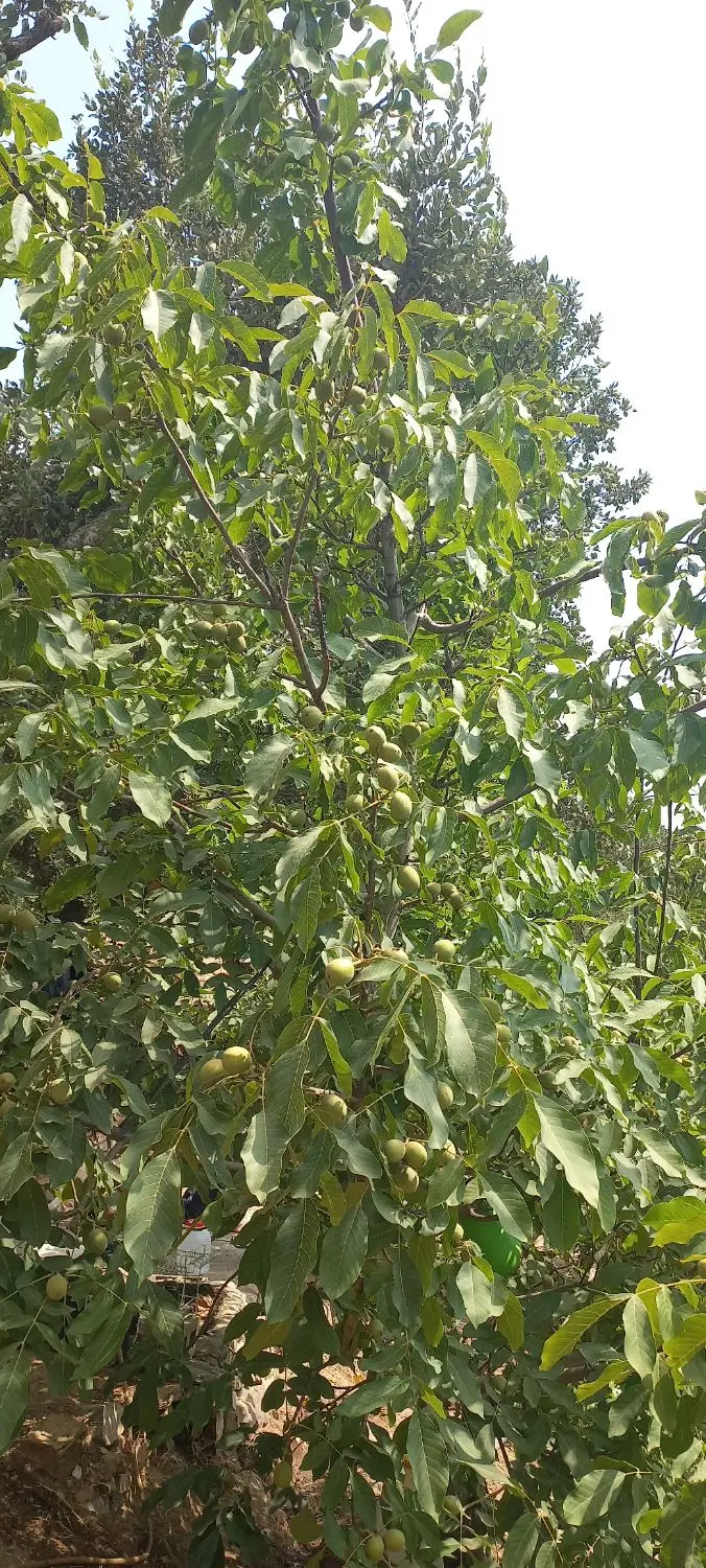زمین کشاورزی
