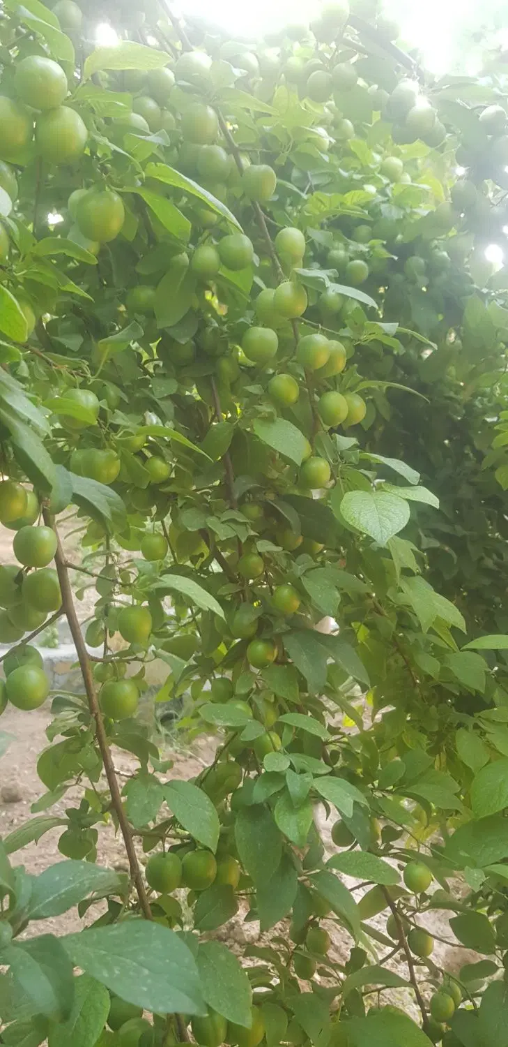 باغ ویلا