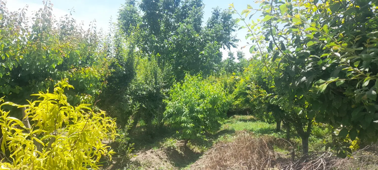 باغچه  ۱۰ ساله  با  برق  وگاز  اقاقیا۲