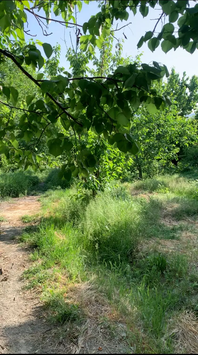 ۲۰۰ متر زمین حاشیه اصلی روستای خرم آباد چناران
