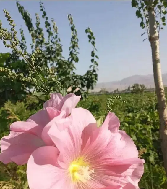 باغ ویلایی معاوضه با مسکونی در نقده