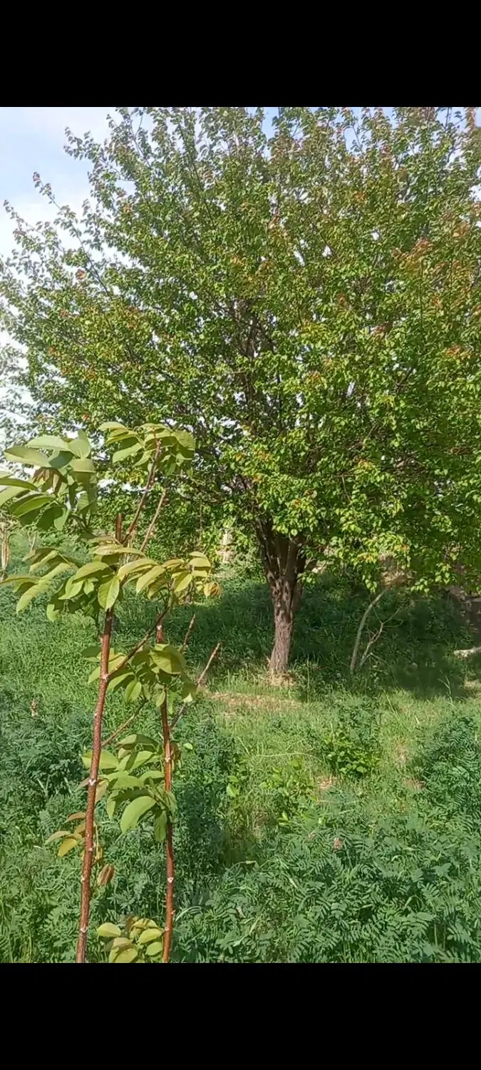 فروش باغ در هاچاسومحدوده پمپاژ