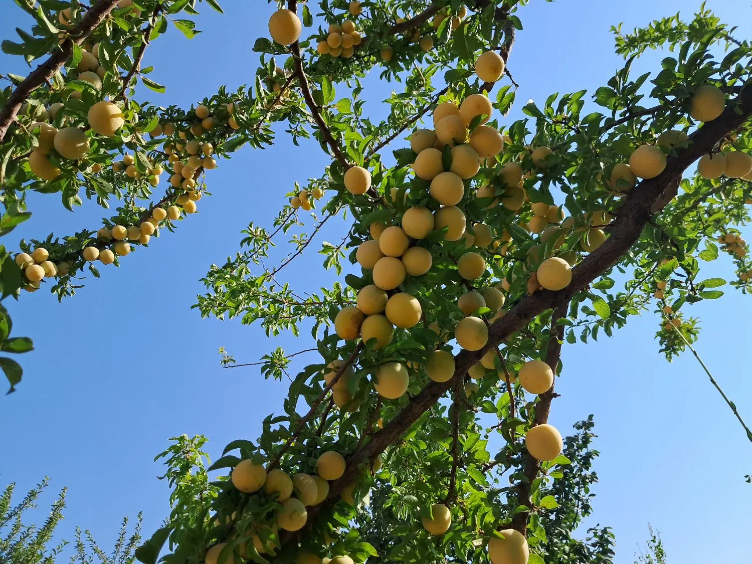 فروش باغ  تجاری در دشتروم
