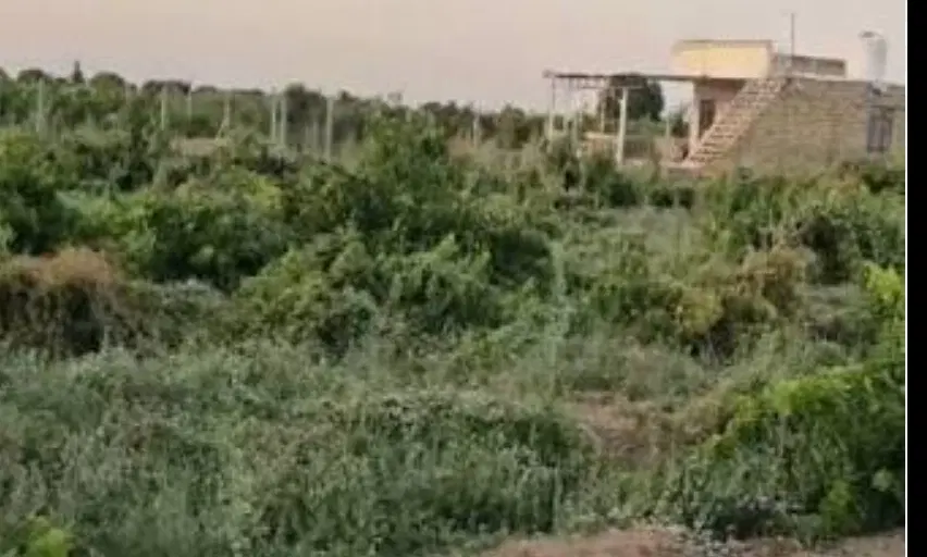 زمین دوقطعه۱۰۰۰مترتکبرگ سند،سرمایه گذاری هوشمندانه