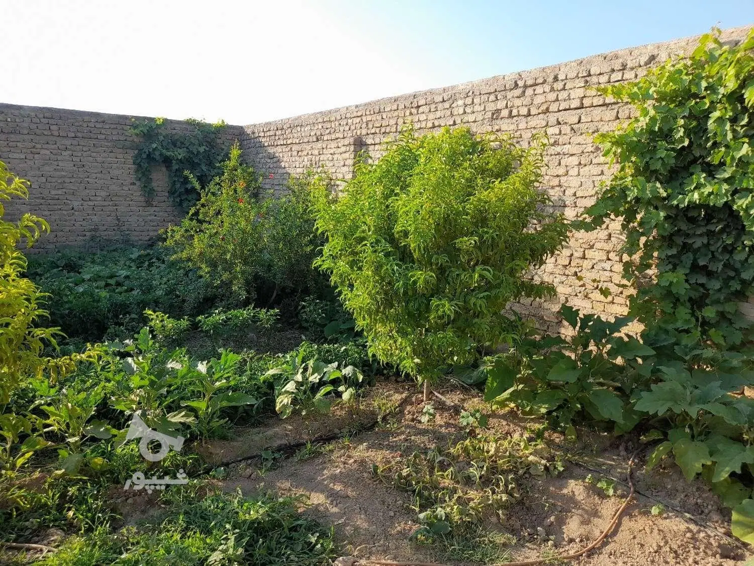 فروش باغ ۵۰۰ متری
