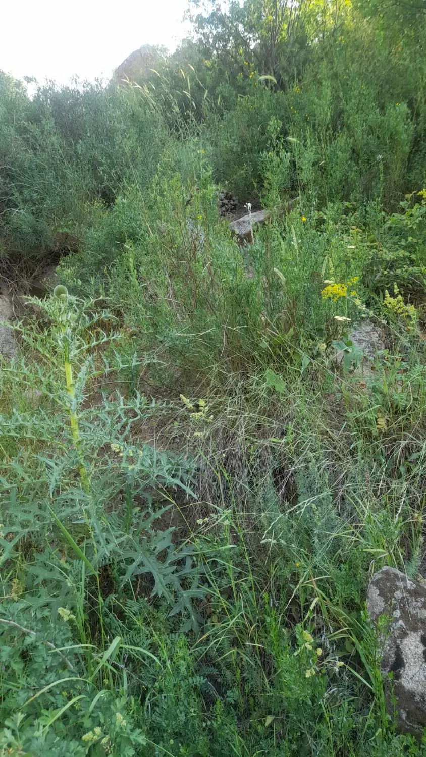 زمین برای باغ