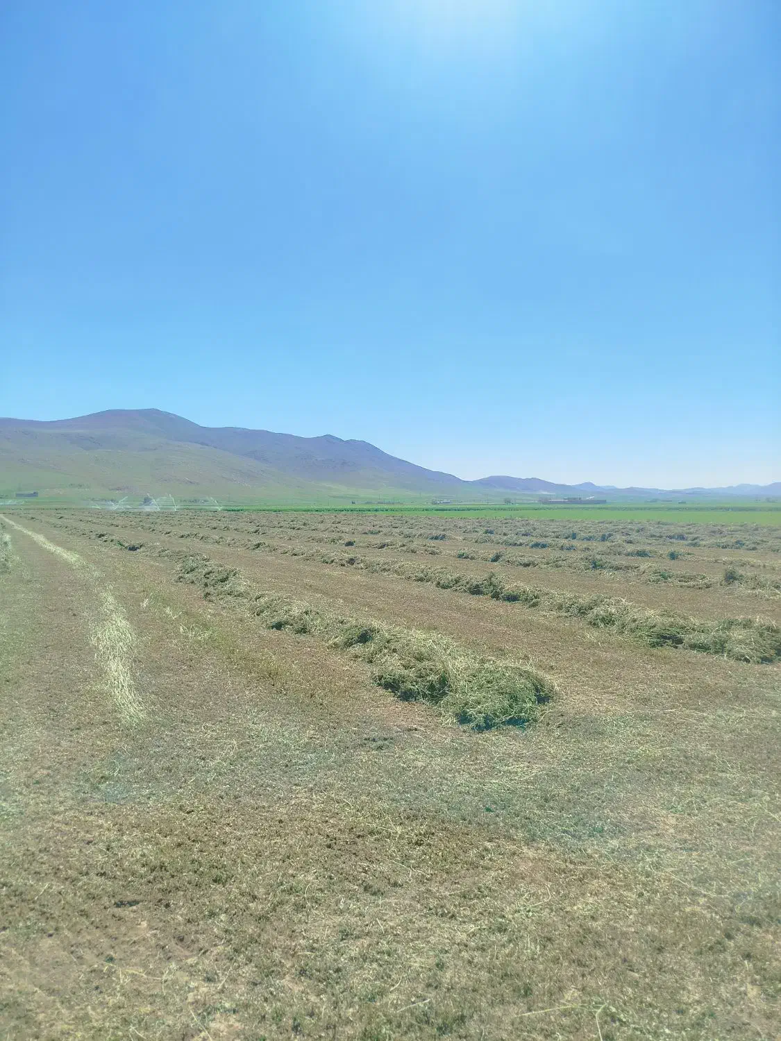 یونجه چین اول طلا بدون گیاه