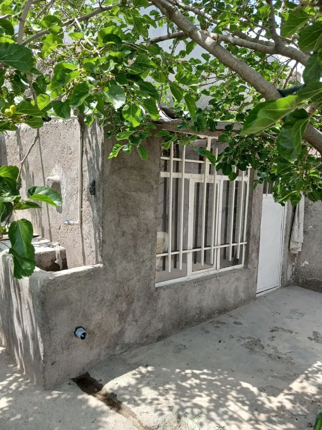 باغ در امینیه