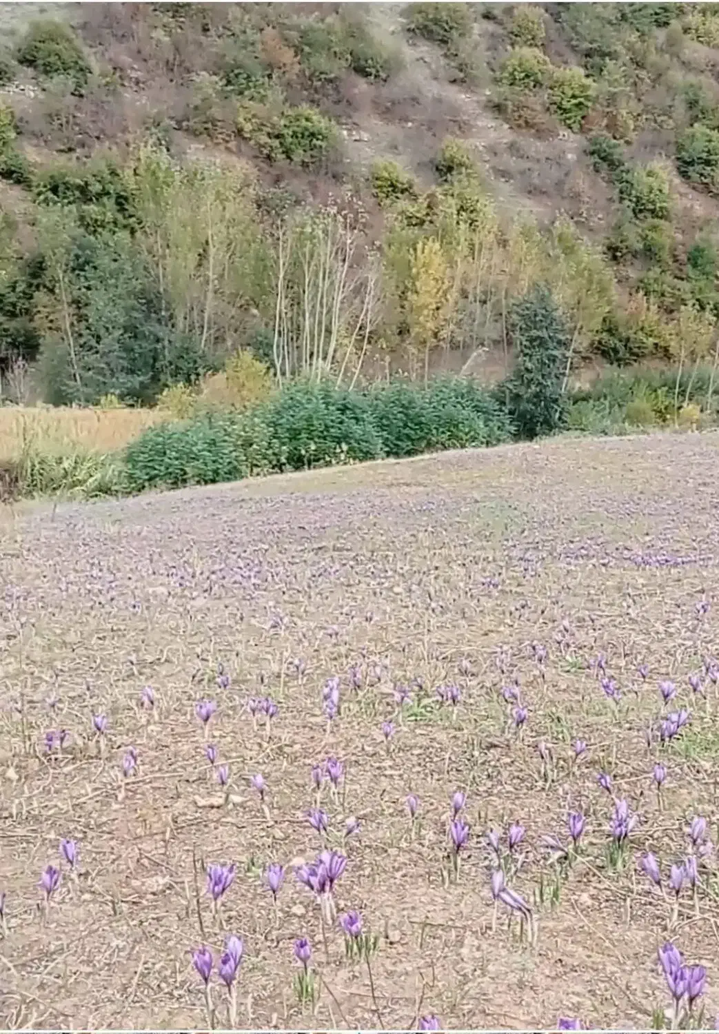 فروش زمین زعفرانی روستای زندان چال