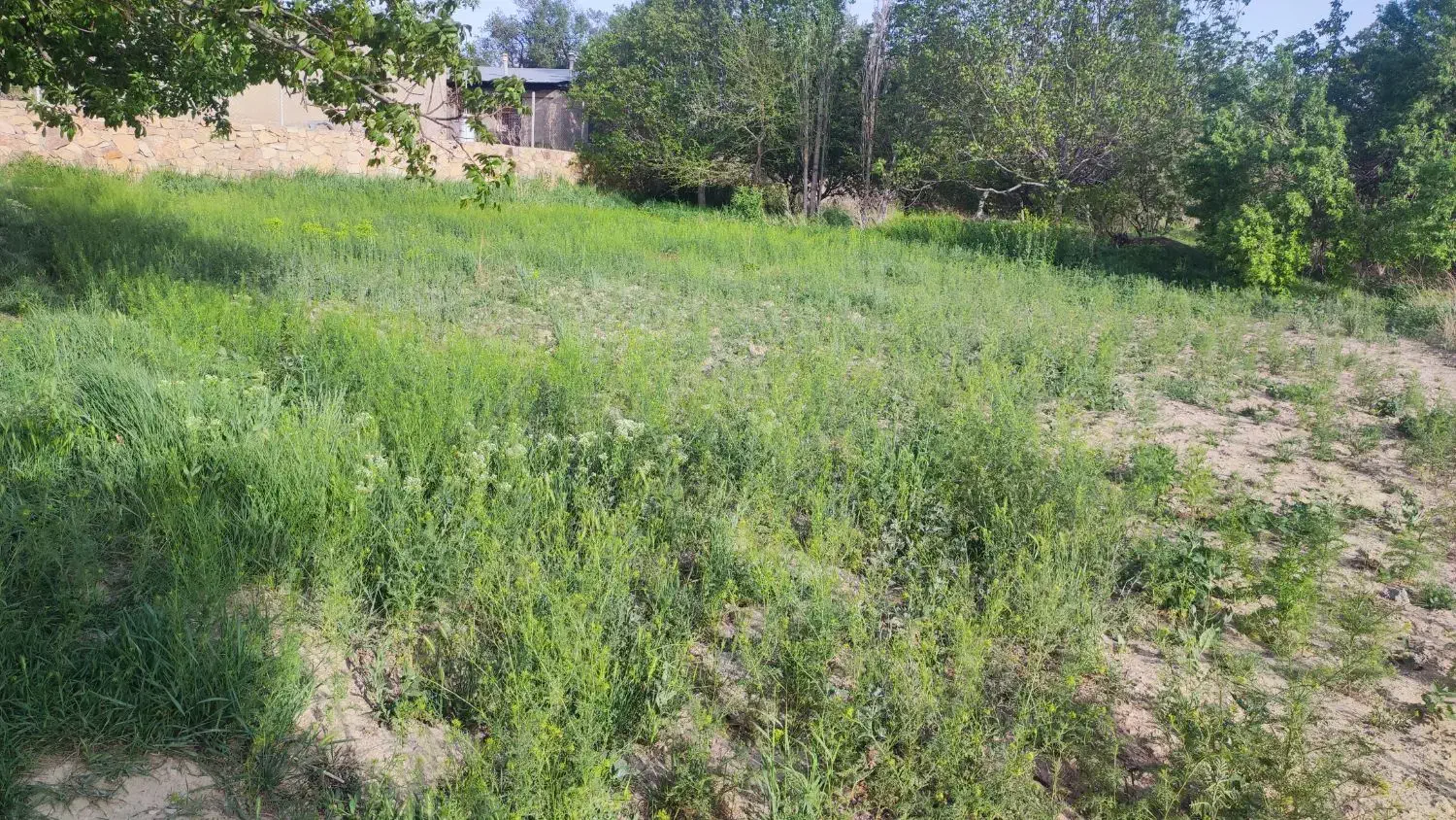 زمین کشاورزی باغ