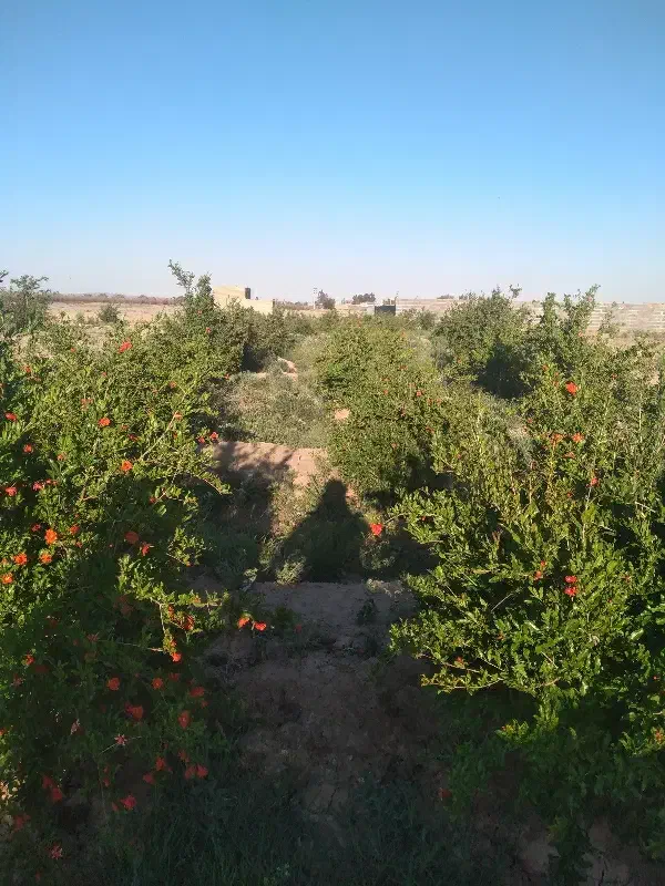 باغ فروشی سند دار
