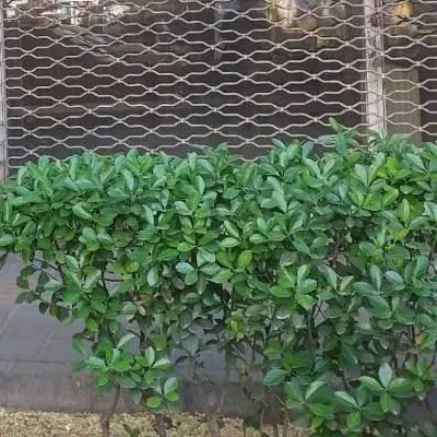 مغازه در تبریز