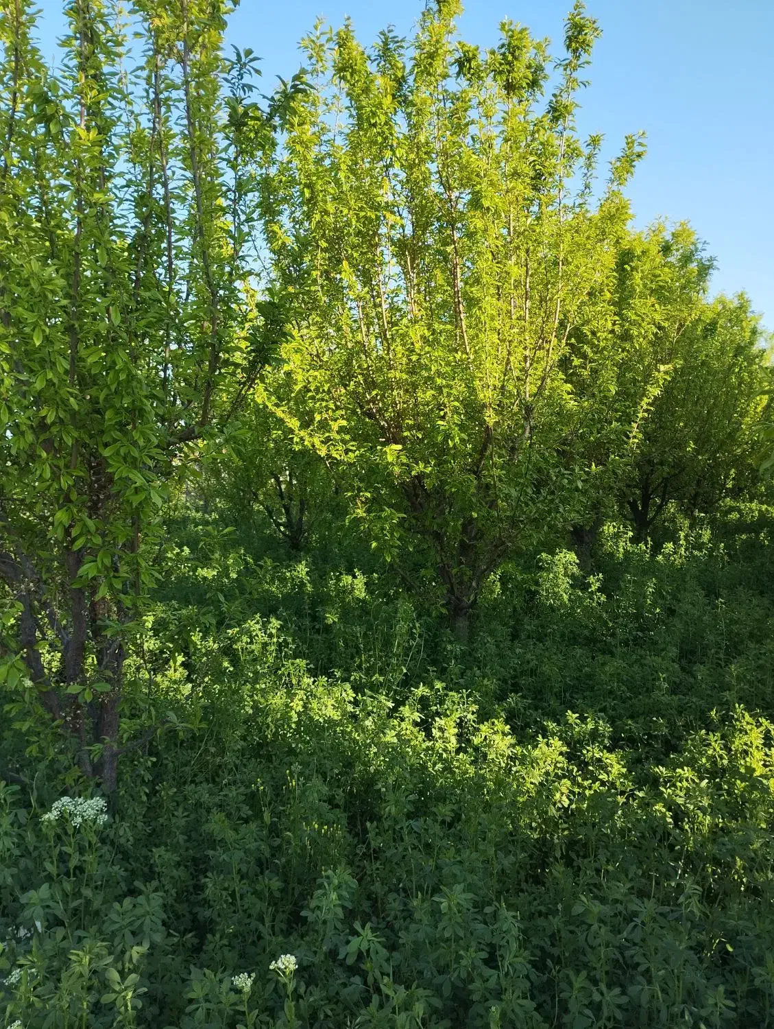 باغ و باغچه