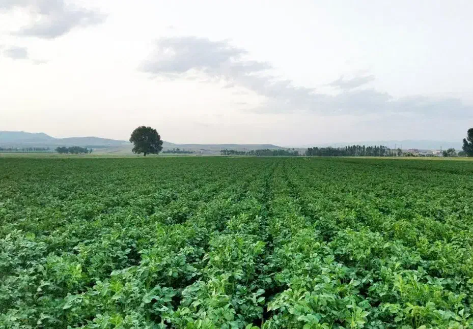۱۶هکتارزمین برای مشارکت کشت سیب زمینی