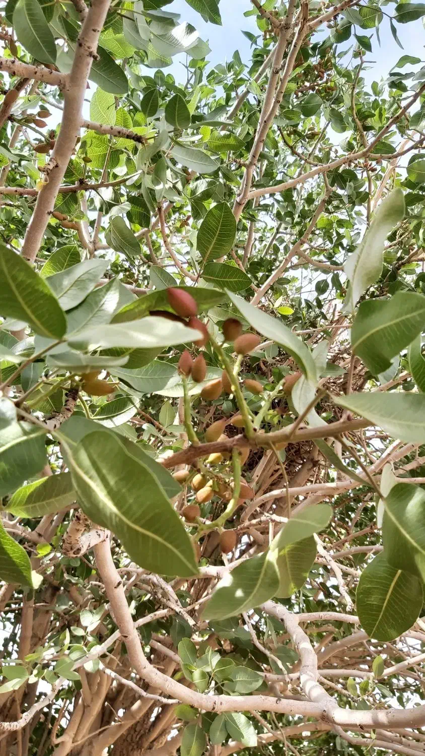 زمین چهار دیواری باغی با دیوار مجاز