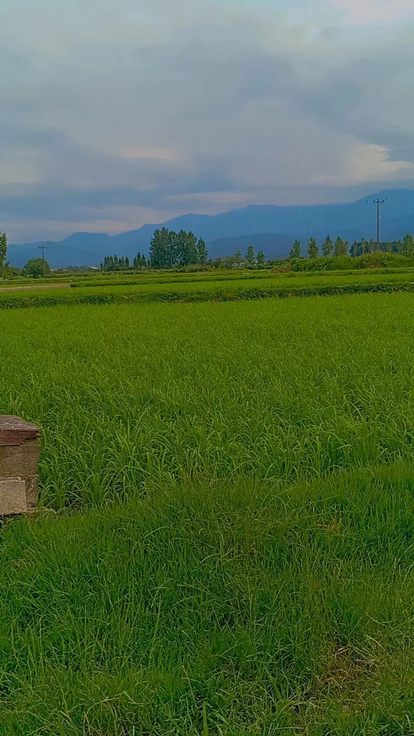 زمین کشاورزی
