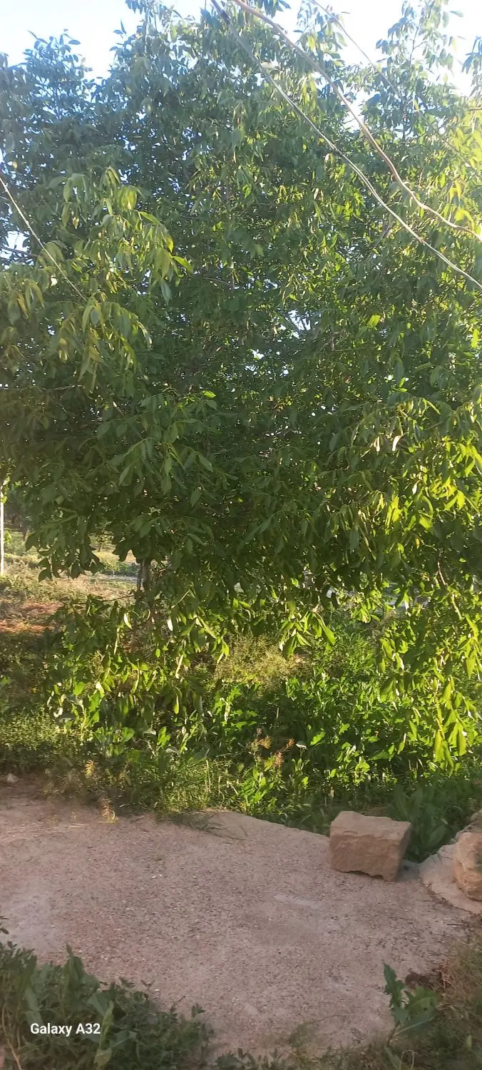 ۱۰۰۰مترباغ وباغچه درچاده کلانتری