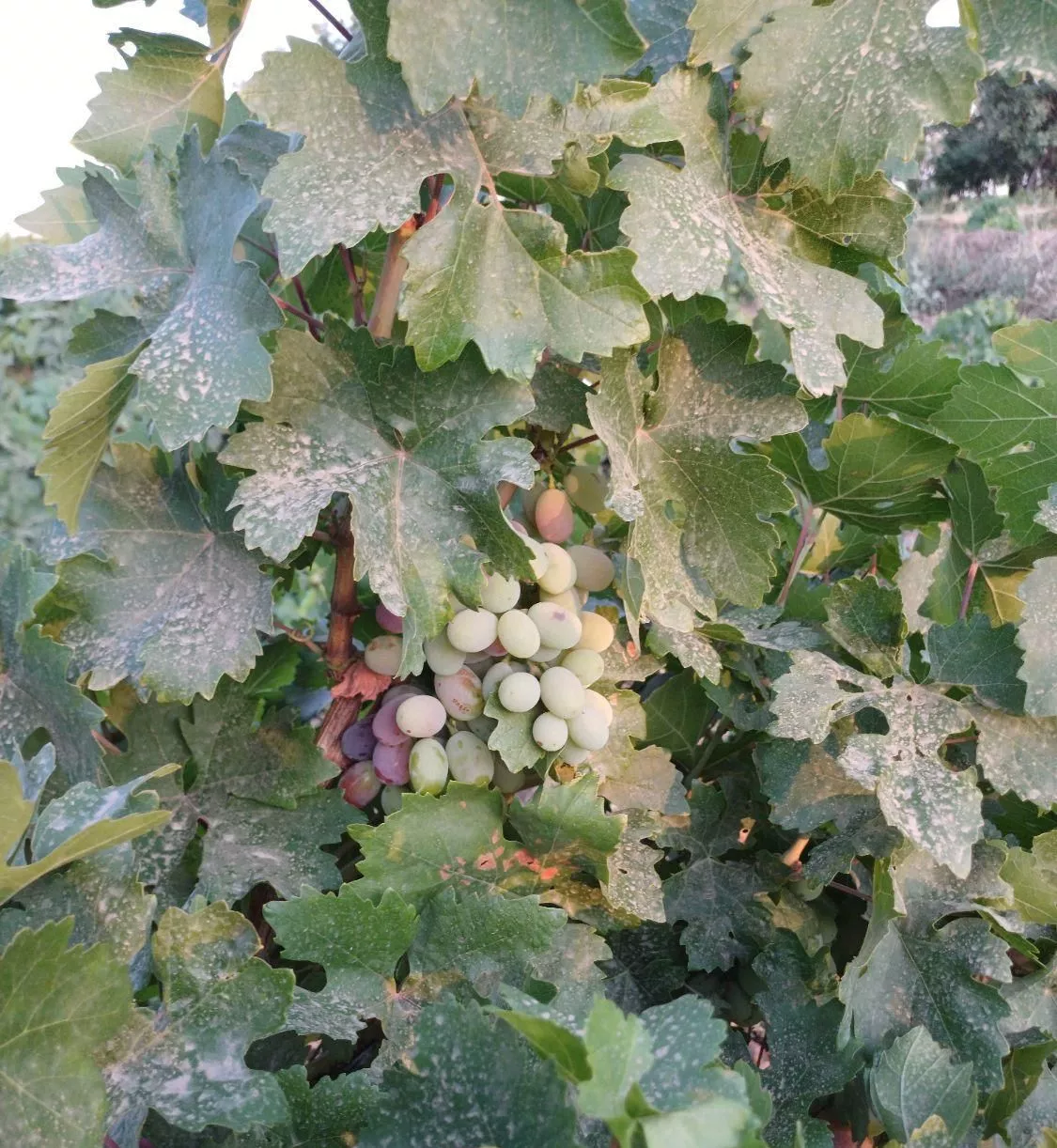 باغ سنتی انگور  کورانه