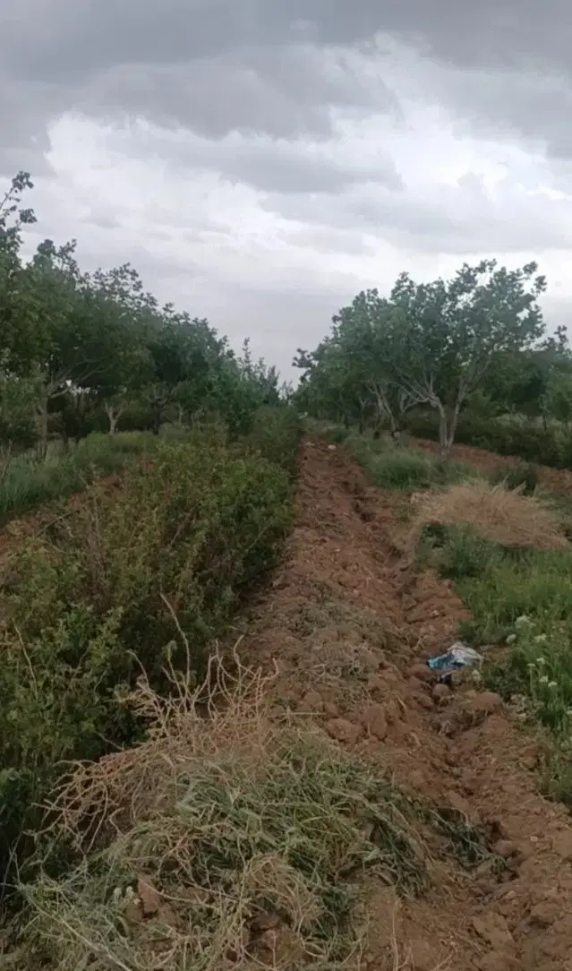زمین کشاورزی با آب و برق