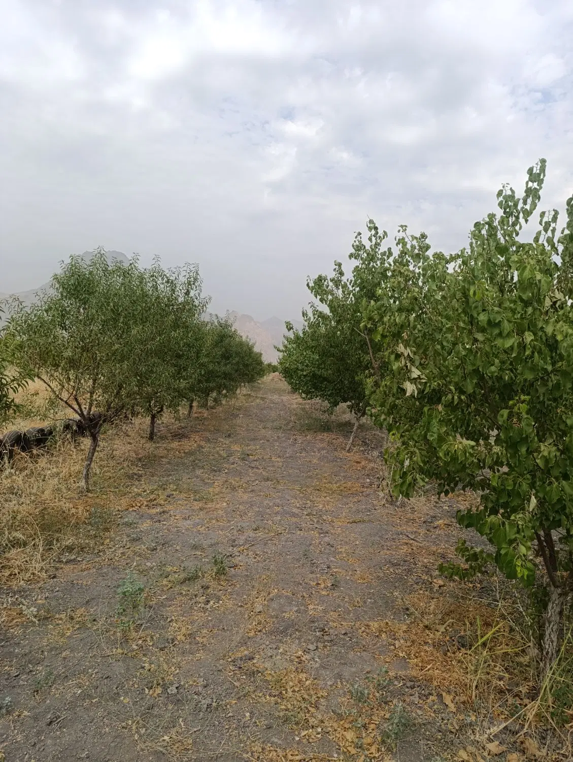 باغ بیستون