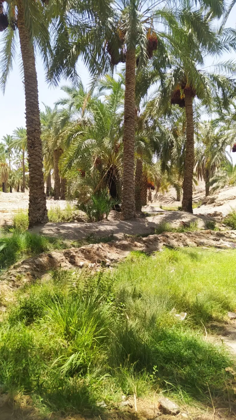 زمین کشاورزی و نخل