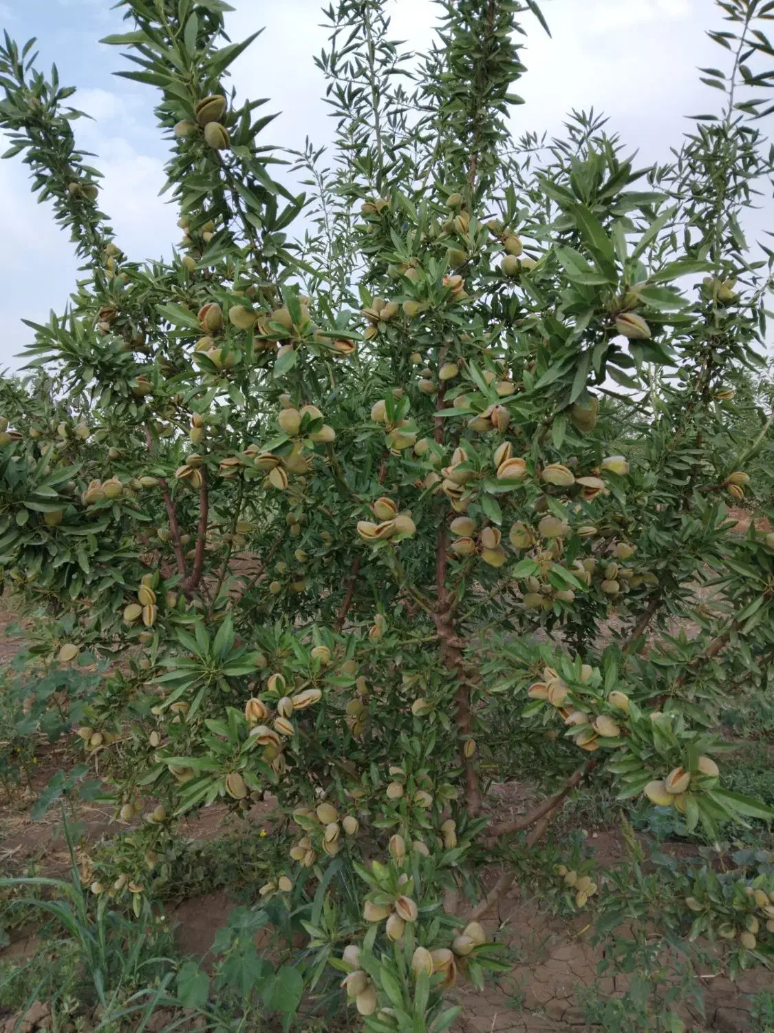ویلا باغ