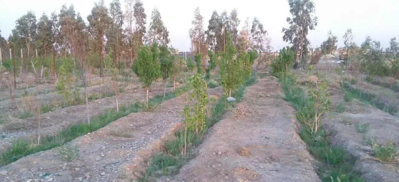 زمین باغی
