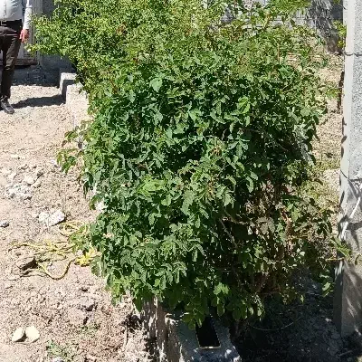 فروش باغ سیب
