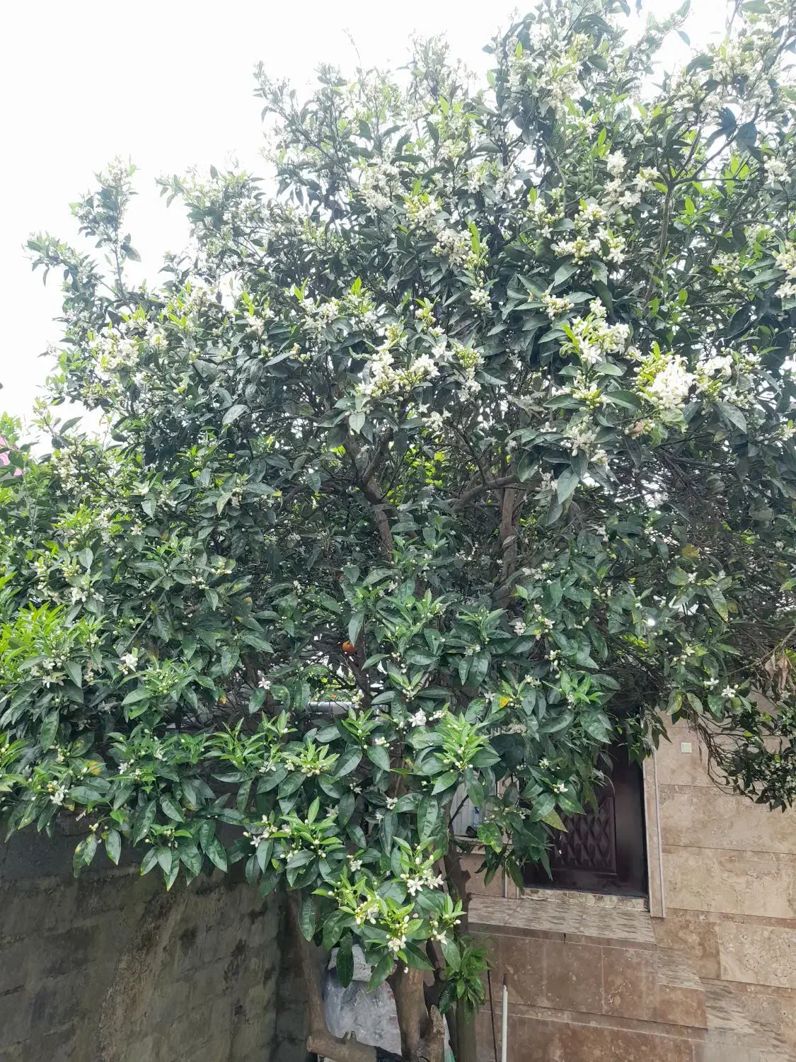خانه ساحلی لاین شمالی