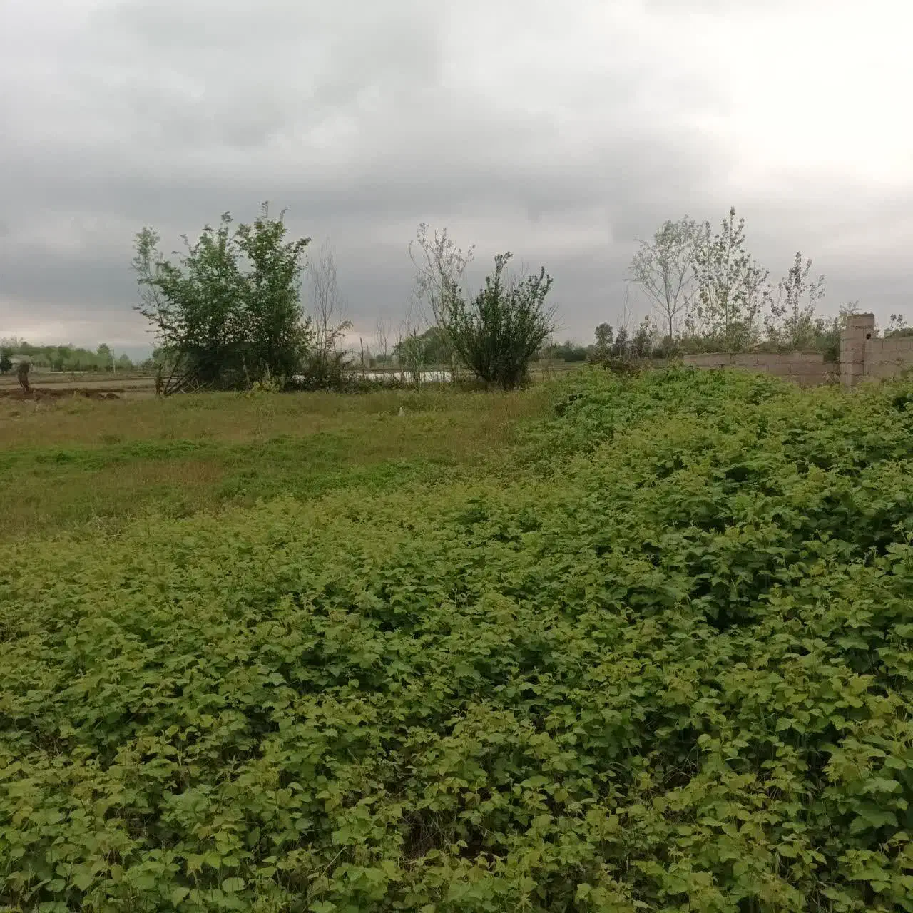 زمین مسکونی