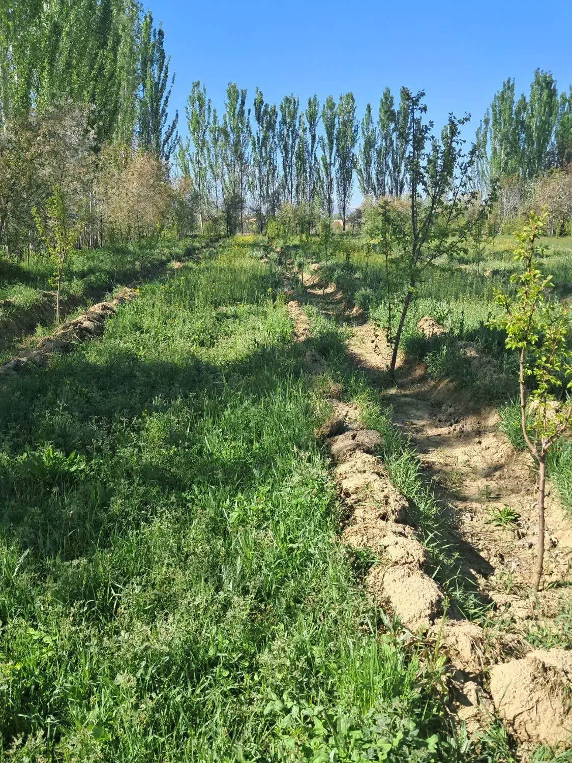 باغچه تفریحی