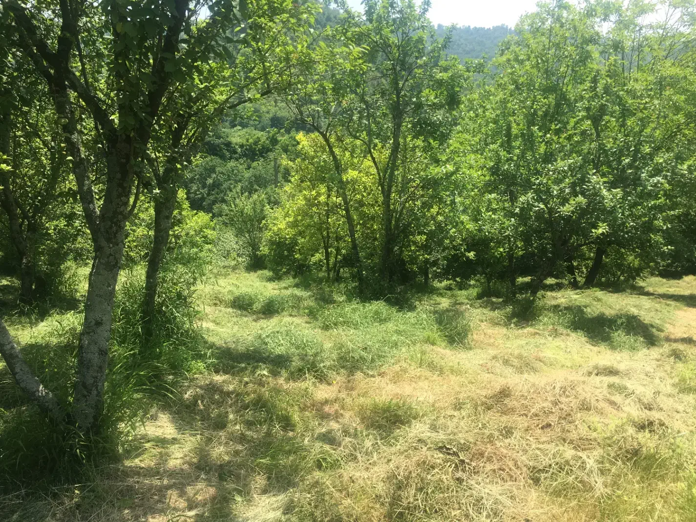 زمین مسکونی