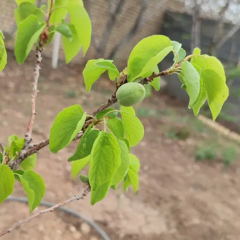 باغچه ۳۷۰متری