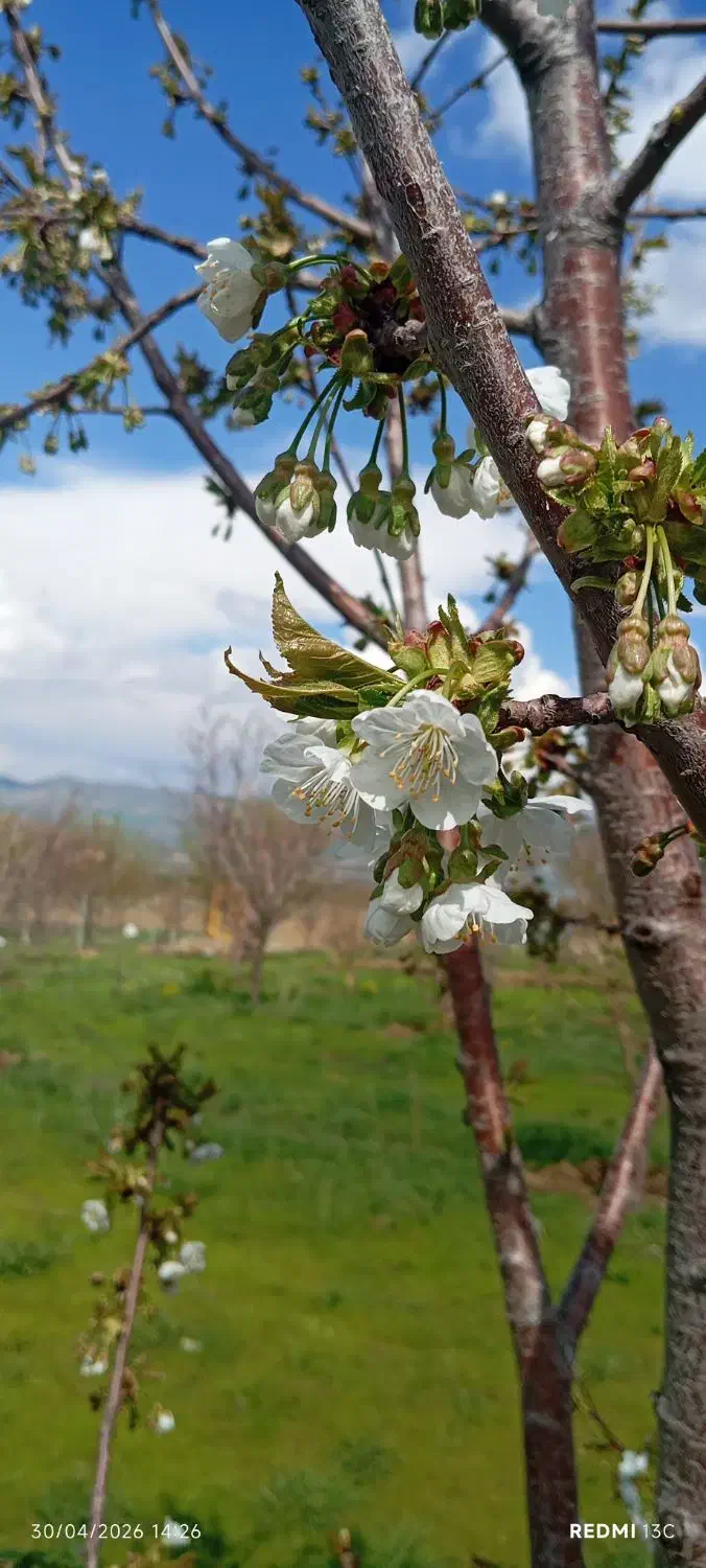 باغ تفریحی 3000 متر کهنه لاهیجان