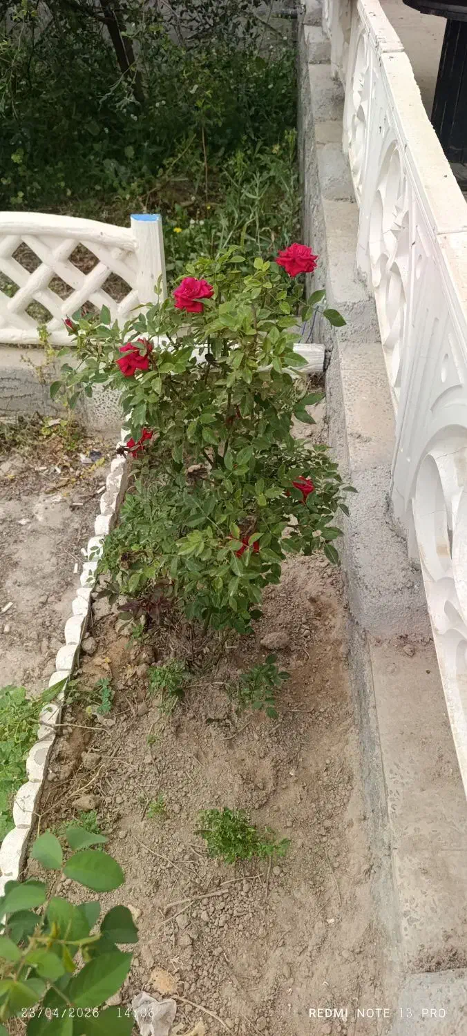 خانه باغ