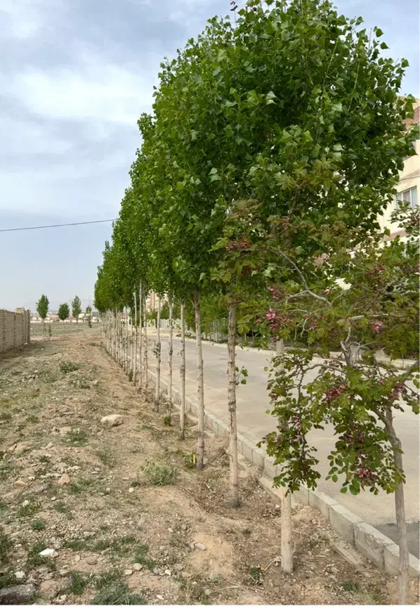 زمین آموزشی تراکم دار