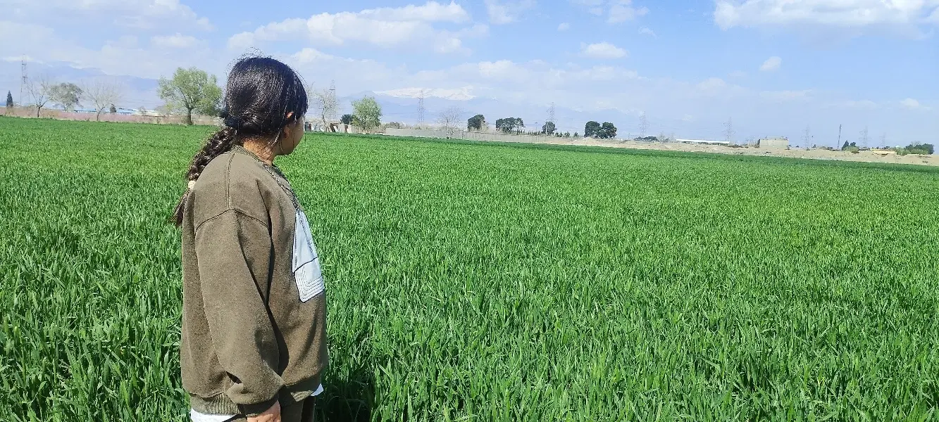 زمین کشاورزی قزوین بویین زهرا