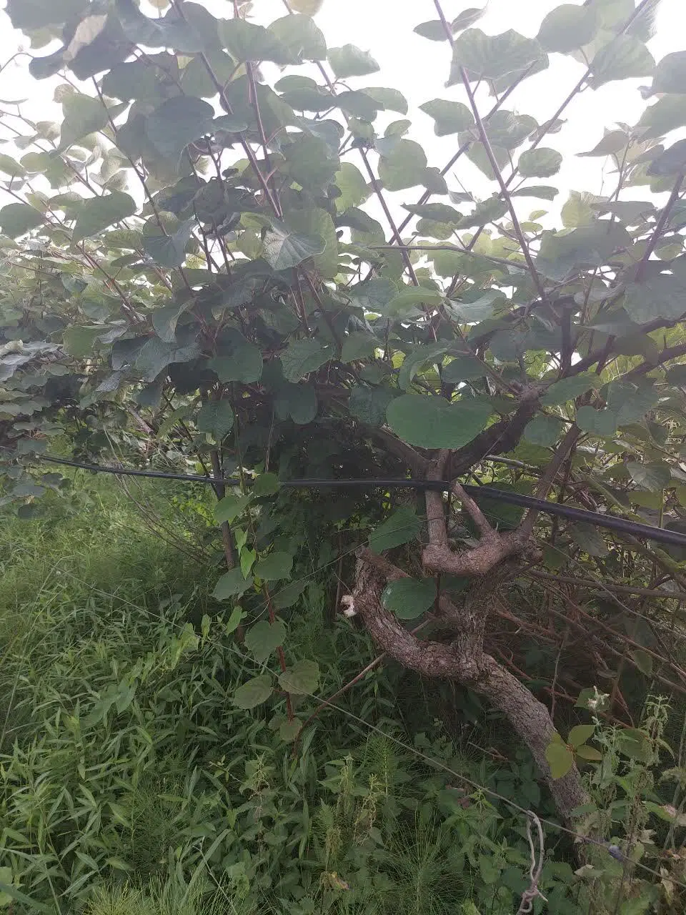 زمین مناسب ویلا سازی