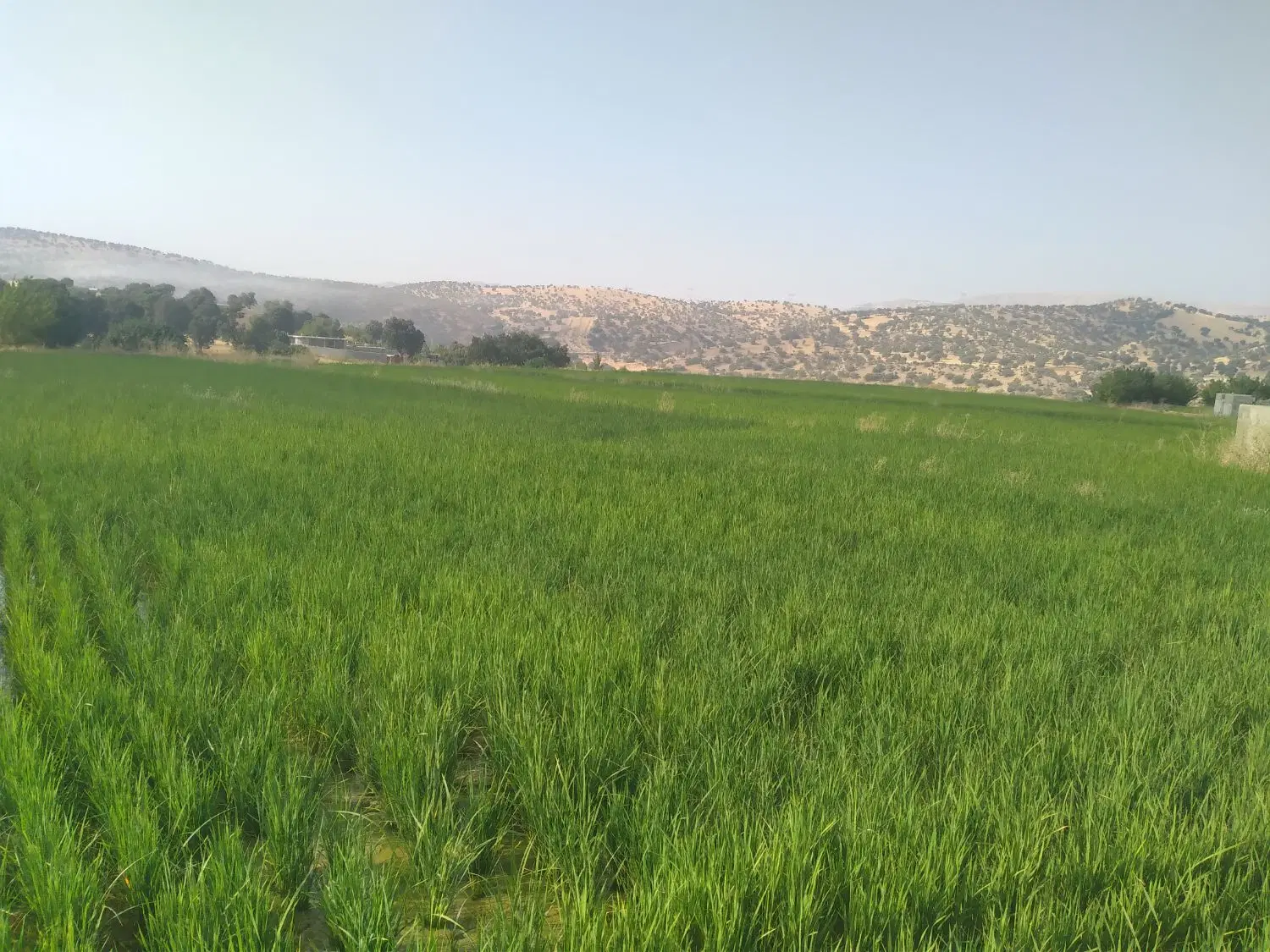 زمین کشاورزی  قابل اجرای هر نوع طرح کشاورزی وصنعتی