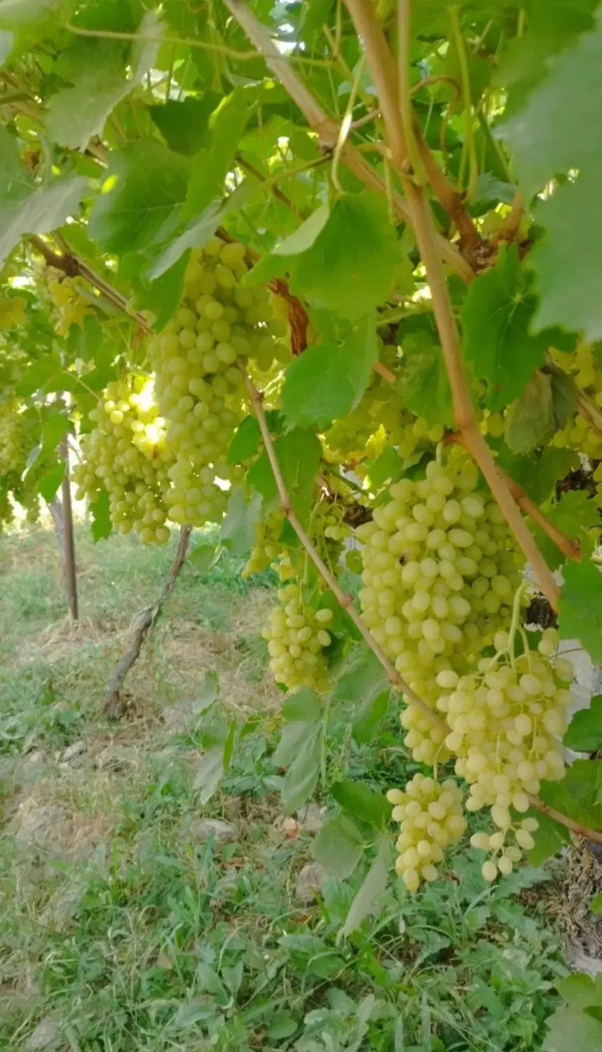باغ انگور خوابیده