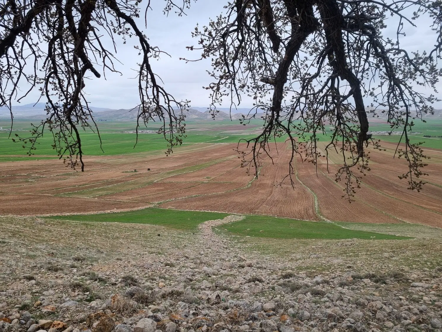 زمین ولیعصر شهرک اندیشه