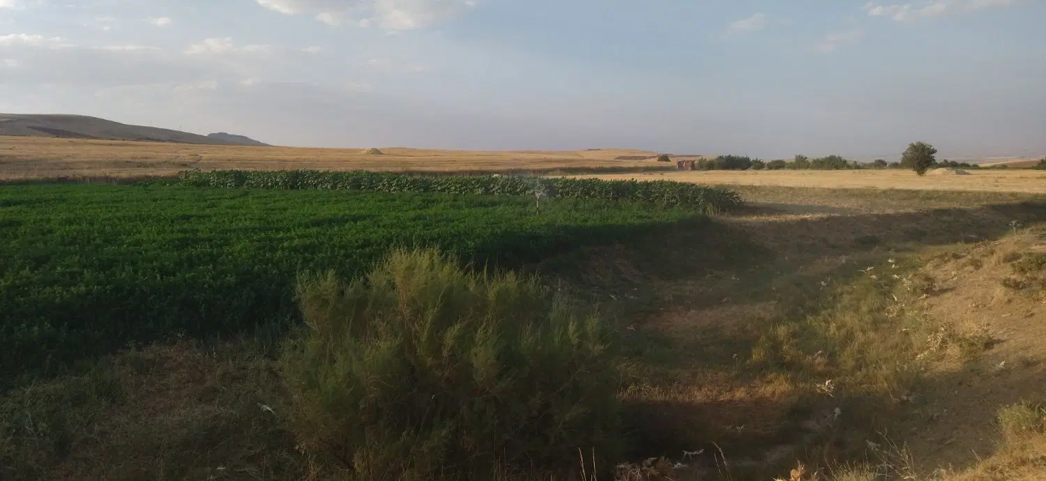 زمین کشاورزی