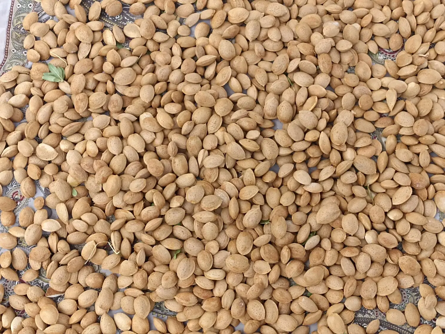 زمین،باغ