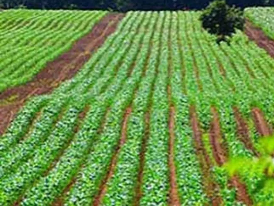 زمین زراعی روبروی نیروگاه بناب